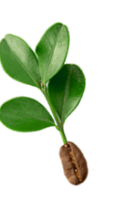 Coffee leaf